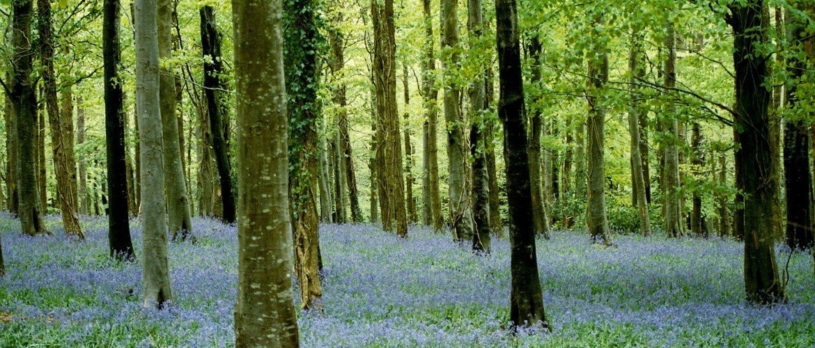 10 session Facial Rejuvenation